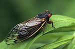 Periodical Cicadas, Genus Magicicada