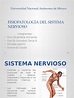 Fisiopatología Del Sistema Nervioso Aaaa | PDF | Sinapsis | Neurona