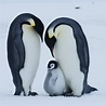 Emperor penguins — survival through the ages — Australian Antarctic ...