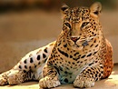 Wildlife Images Free Download | PixelsTalk.Net