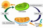 Origins of Cell Compartmentalization | AP Biology | Biology Dictionary