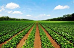 Increase Farming Success Using a Modern Farming System