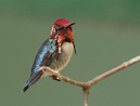 Bee Hummingbird | BirdNote