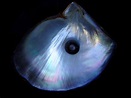File:Black pearl and his shell.jpg - Wikipedia