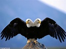 The double headed eagle