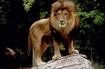gif lion