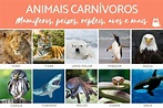 +50 Animais CARNÍVOROS - Exemplos e Características (lista COM FOTOS)