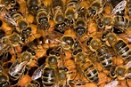 Find Out What Happens When a Queen Bee Dies
