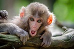 80 Cheeky Monkey Facts You Should Know | Facts.net
