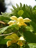 Yellow Archangel - Lamium (Lamiastrum) galeobdolon, species information ...