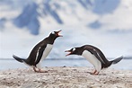 8 penguin species you need to know in Antarctica | Blog
