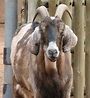 File:Nubian Goat 001.jpg - Wikipedia