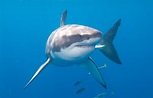 Tiburón Blanco (Carcharodon carcharias)