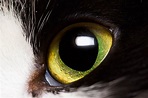Cat Eyes: Anatomy, Function and Vision - Cat-World