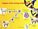 Dolly the sheep - the first cloned mammal - презентация онлайн