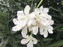 Der weisse Oleander - eine echte mediterraner Kübelpflanze