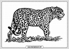 Dibujos de Leopardos para colorear | Laminas Gratis