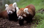 [46+] Baby Red Panda Wallpapers | WallpaperSafari