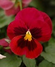 File:Pansy Viola x wittrockiana Red Cultivar Flower 2000px.jpg ...