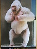 Snowflake, the white gorilla in Barcelona zoo | Albino gorilla, Unusual ...
