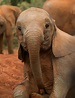 26 baby elephants that will instantly make you smile