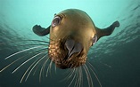 nature, Animals, Seals, Underwater, Closeup, Sea Wallpapers HD ...