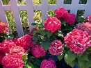 Summer Crush hydrangea magic Unlock vibrant colors and bloom