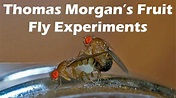 Thomas Morgan's Fruit Fly Experiments - YouTube