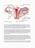 Uterus Anatomy | Uterus | Women's Health