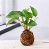 Kokedama 101: What it is, History, How To Make It and More ...