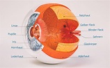Aufbau und Funktion des Auges - Augenklinik