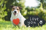 How to Tell If Your Dog Loves You | Top 5 Signs | Furbo Dog Camera UK