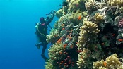 SCUBA Diving Egypt Red Sea - Underwater Video HD - YouTube