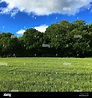 Wheat grass, Medstead, Hampshire, England, United Kingdom Stock Photo ...