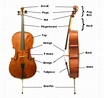 Violin Parts | Parts Of The Violin Explained In Detail