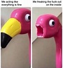 The best Flamingo memes :) Memedroid