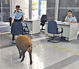 野豬大鬧警署 - 晴報 - 港聞 - 新聞 - D160915