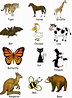 Hermosas imágenes de animales domésticos en Ingles para descargar ...