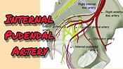 Internal pudendal artery - Easy explanation @emotionalmedico - YouTube