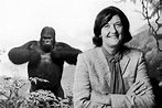 The Heroism Of Dian Fossey And Her Efforts To Save The "Gorillas In The ...