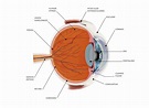 ¿Para qué sirve el iris del ojo? Definición y funciones