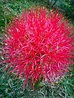 Scadoxus Multiflorus. (Lirio o Flor de Sangre, Bola de Fuego o Centella ...