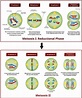 20. Meiosis and Sexual Reproduction | OpenStax Biology