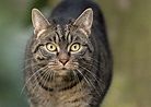 Hauskatze (Felis silvestris catus) Foto & Bild | tiere, haustiere ...