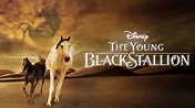 Watch The Young Black Stallion | Full movie | Disney+
