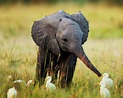 Baby Elephant Wallpapers - Wallpaper Cave