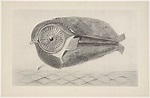Max Ernst. The Fugitive (L'Évadé) from Natural History (Histoire ...