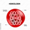 Structure of human hemoglobin molecule Stock Vector | Adobe Stock