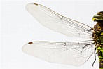 Foto de stock gratuita sobre alas, insecto, libélula