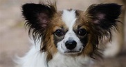 Papillon Mixes - Which One Is Right For You?